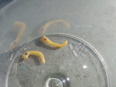 Anilara sp. Ki Ki, PL4192A, PL4192B, larva, from Thomasia petalocalyx (PJL 3316) root crown, SE, photo by A.M.P. Stolarski